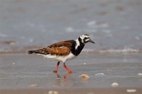 Ruddy Turnstone Facts, Habitat, Migration, Diet, Pictures