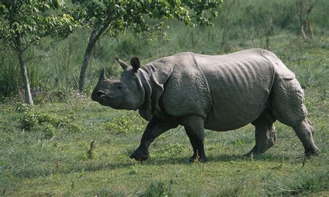 Greater_One_Horned_Rhino_8.6.2012_Hero_and_Circle_HI_107996.jpg ...