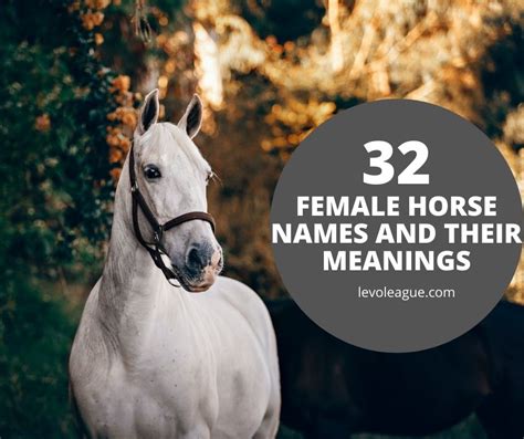 32 Unique Female Horse Names and Their Meanings | Levo League