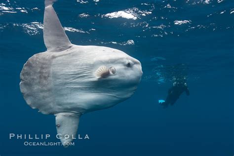 Ocean sunfish, open ocean, photographer, freediving, Mola mola, San ...