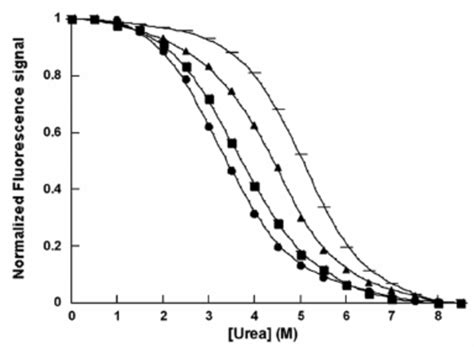 Normalized equilibrium denaturation curves of the wild type and mutant ...