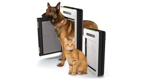 A Rain-Detecting Automatic Pet Door That Keeps Them Inside and Dry