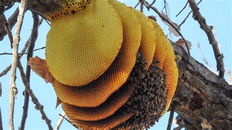 Honey bees create nest on branch | 9news.com