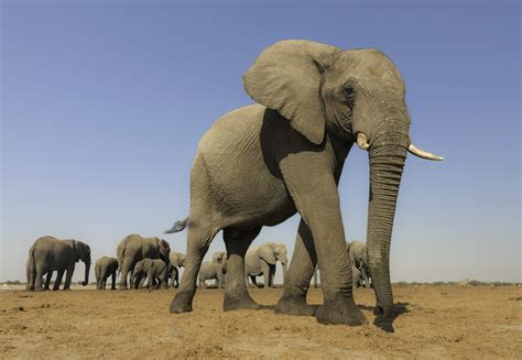 Etosha National Park travel | Namibia - Lonely Planet