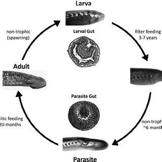 Life cycle of the sea lamprey. Adult sea lamprey spawn in the river ...