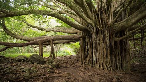 How Big Is the World's Largest Banyan Tree? - A-Z Animals