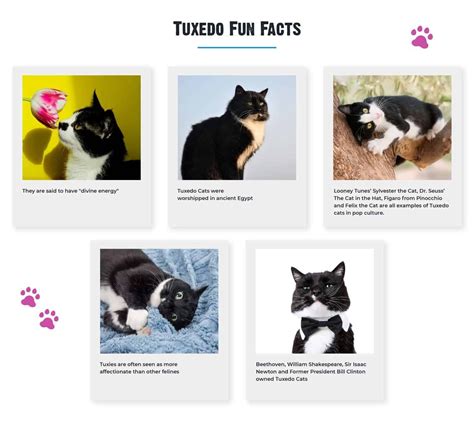 10+ Facts About Tuxedo Cats [Personality, History, Health & More] | Cat ...