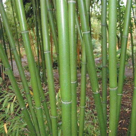 25 Different Types of Bamboo Plants for Landscaping (With Pictures)