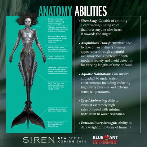 Mermaid Poses Anatomy