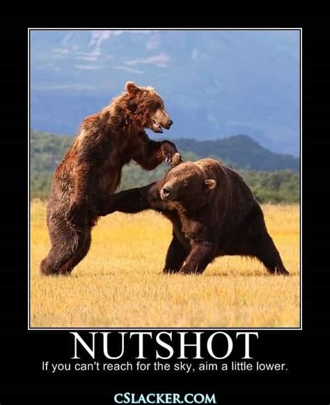 25 Funny Bear Quotes and Sayings Images | QuotesBae