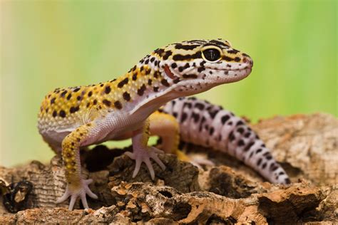 Leopard Gecko | The Life of Animals