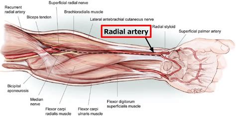 Radial Artery - Location in the Arm for Radial Artery Catheterization