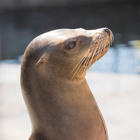 California Sea Lion | The Zoo Society