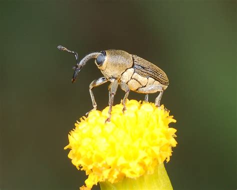 Family Curculionidae | ENT 425 – General Entomology