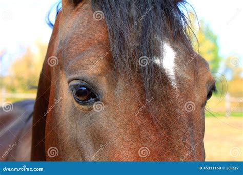 Eyes Of Arabian Bay Horse Stock Photo - Image: 45331160