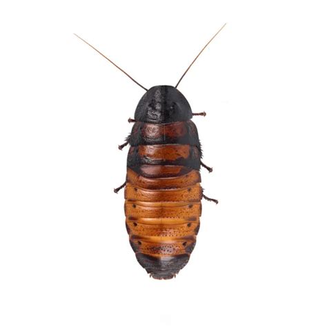 Buy Madagascar Hissing Cockroaches • Dubia Roach Depot