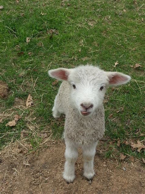 Frontier Culture Museum of Virginia: More baby lambs!