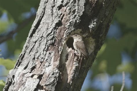 Wren Nesting Habits {Explained!} — Forest Wildlife