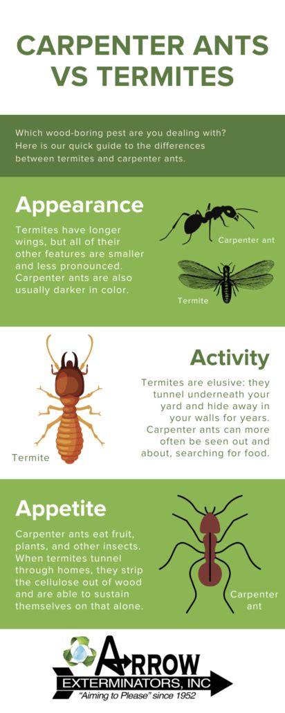 Carpenter Ants Vs Termites