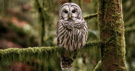 Flash Light For Photographing Owls - LED Flashlights – General Info ...