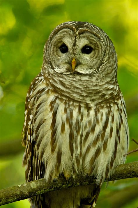 Barred Owl Perched (1/3) | BirdNote