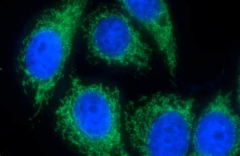 Cytochrome c Mouse Monoclonal antibody