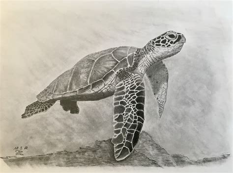 green sea turtle | Turtle drawing, Turtle sketch, Pencil drawings of ...