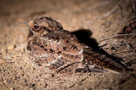 Wild Facts Sabi Sabi Private Game Reserve | The nightjar