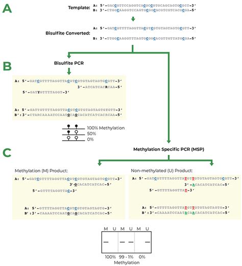 qPCR Primer Design Techniques You Need to Know – Creatiwise