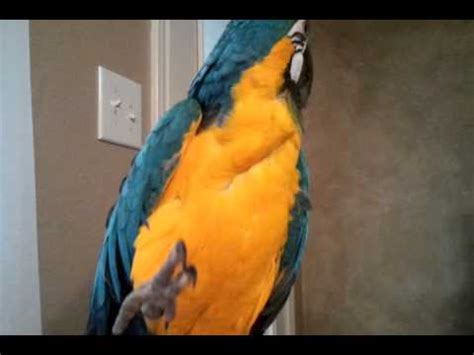 Mozart The Talking Macaw Parrot - YouTube