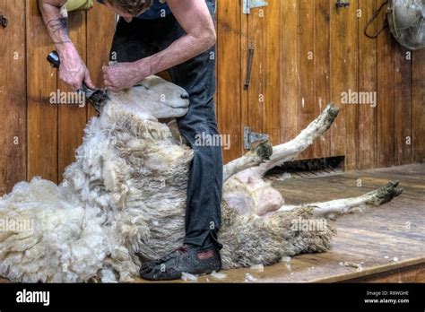 sheep shearing in Ohai, Southland, New Zealand Stock Photo - Alamy