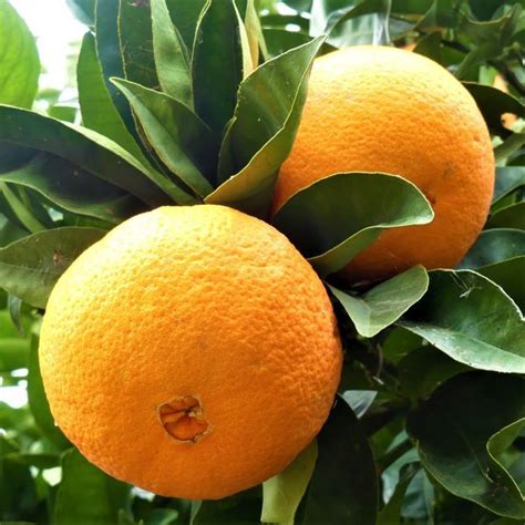 Everything You Wanted to Know About Navel Oranges