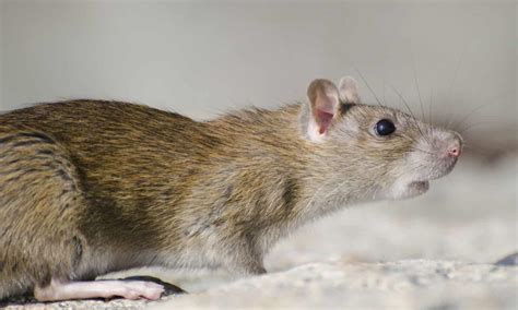 Types Of Mice: The 5 Most Common Mouse Species