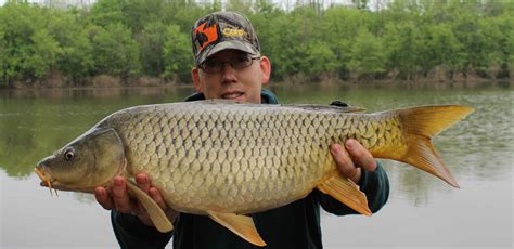 How to Catch Carp: For Beginners - CatsandCarp.com