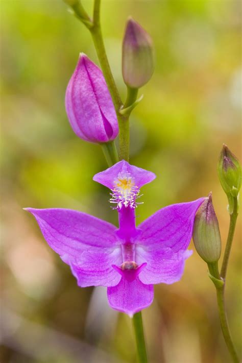 Bog Plants – Some of our most unusual and beautiful native species ...