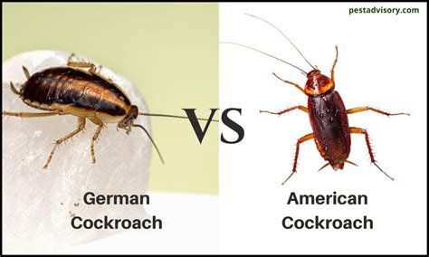 German vs. American Cockroaches | Similarities & Differences