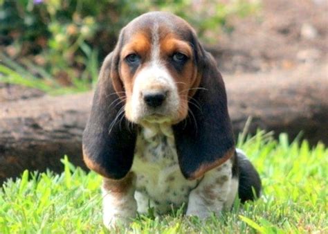 Beagle basset hound puppies for sale