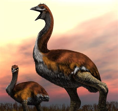 Vorombe Titan: 1,800-Pound Creature Named as World's Largest-Ever Bird ...