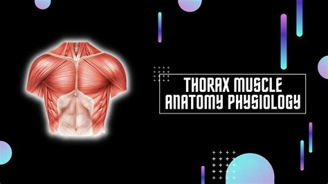 THORAX MUSCLE ANATOMY AND PHYSIOLOGY | ANATOMI FISIOLOGI OTOT DADA ...