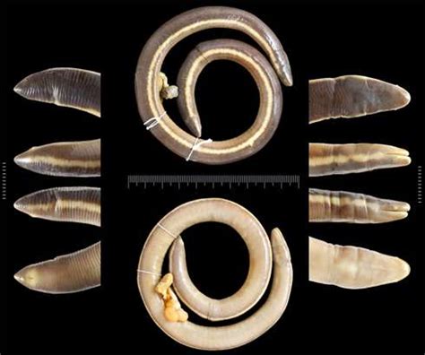 Scientists have named the 200th caecilian species