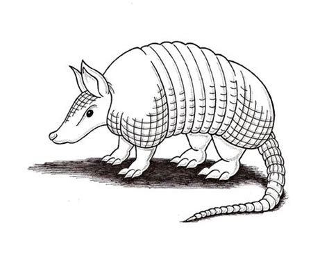 Armadillo | Armadillo art, Animal art projects, Animal art