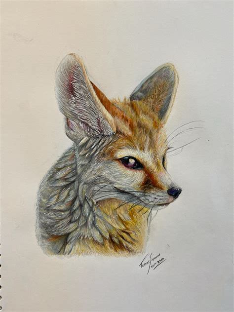 Fennec Fox Drawing