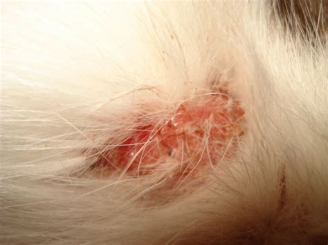 Ringworm in cats - pictures, symptoms, treatment and prevention