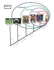 primate cladistics (phylogeny) worksheet - Prosimians Platyrrhines ...