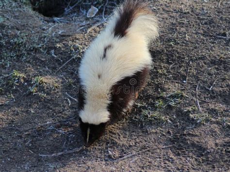 Striped skunk stock image. Image of odor, captive, friesland - 84995195