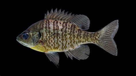 Lepomis auritus » NCFishes.com