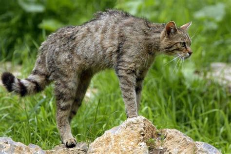 Gato Montés [tipos gatos monteses y el que más habita en España]