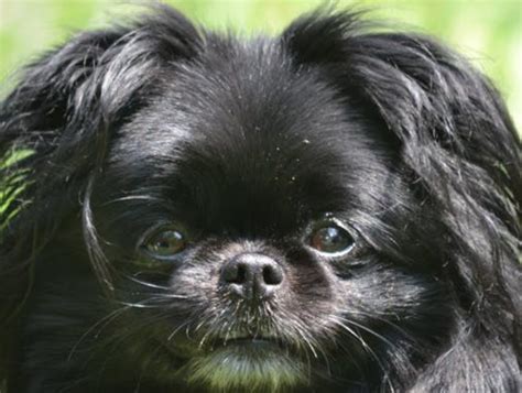 12 Affenpinscher Mix Breeds – The Popular and Adorable Hybrid Dogs ...