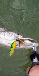 PK Lures