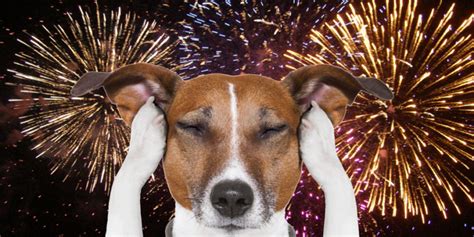 Helping Dogs Scared of Fireworks. – Veterinary Jobs